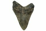 Fossil Megalodon Tooth - North Carolina #351139-1